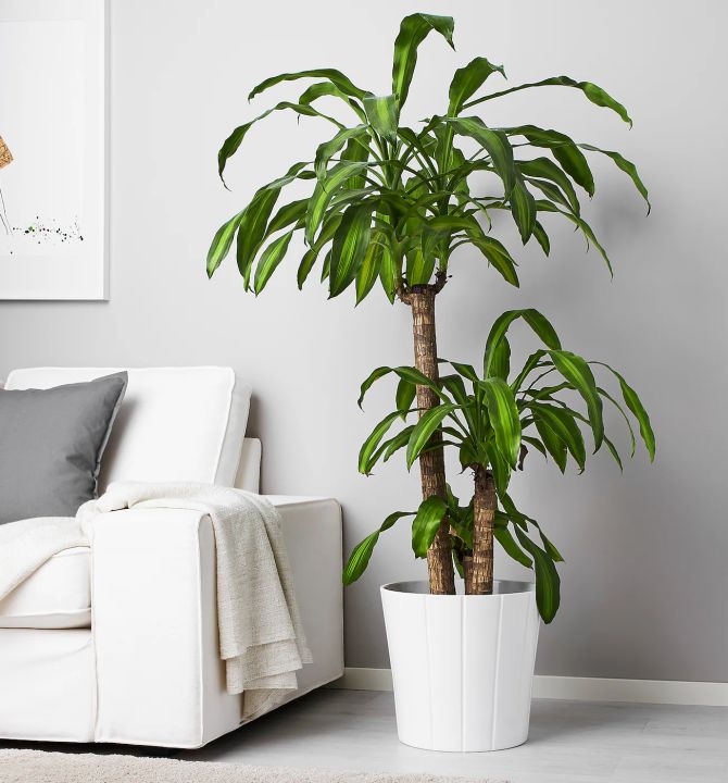 dracaena-massangeana-46448