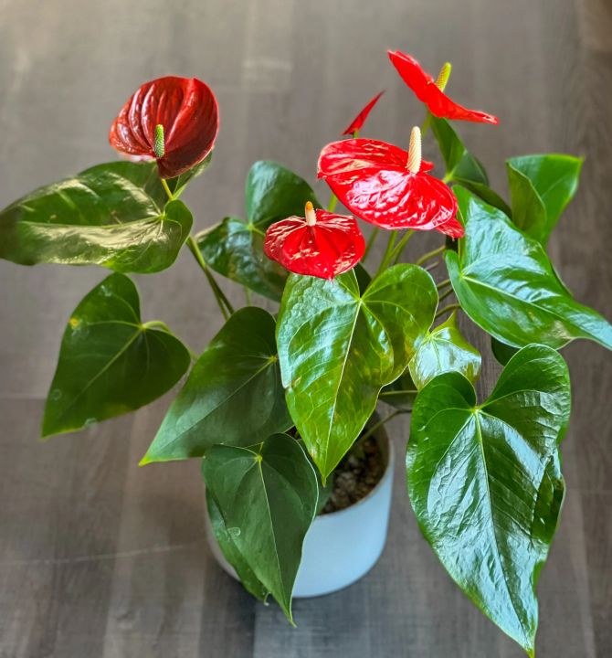 anthurium-40482