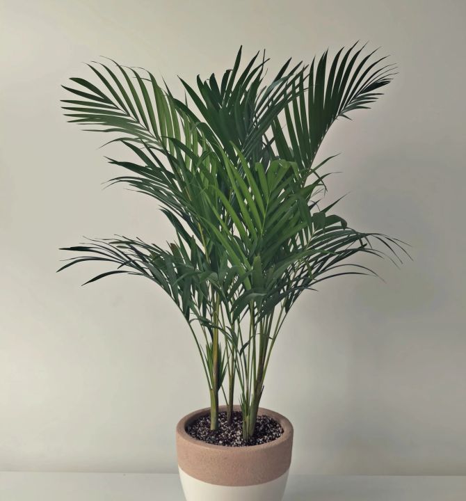 areca-palm-88282