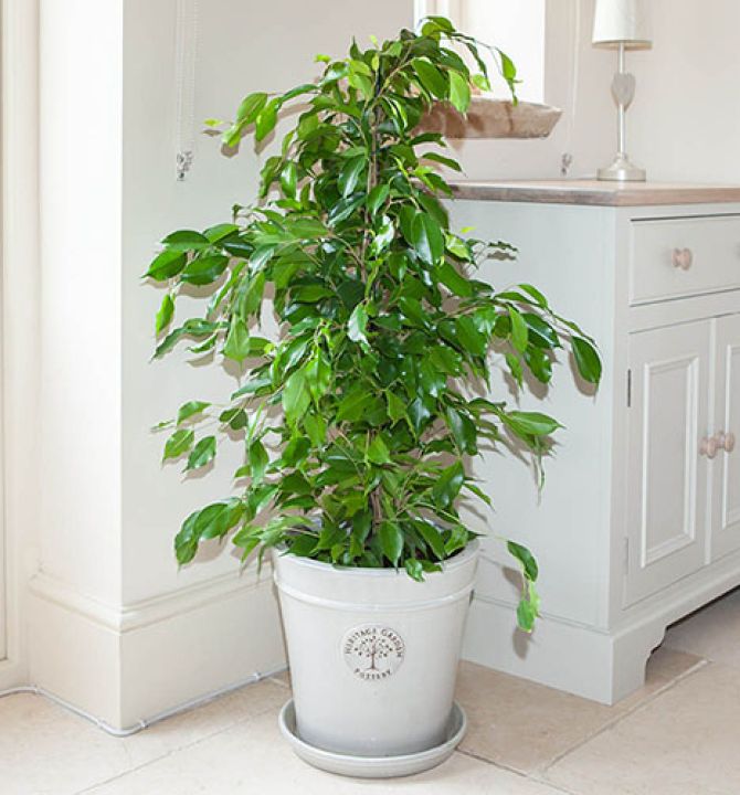 ficus-benjamina-64932