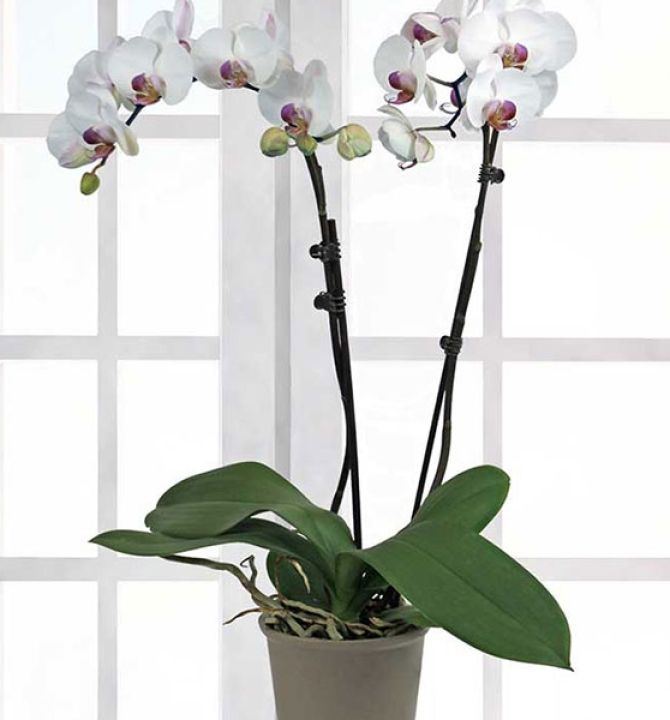 orchids-double-stems-55843