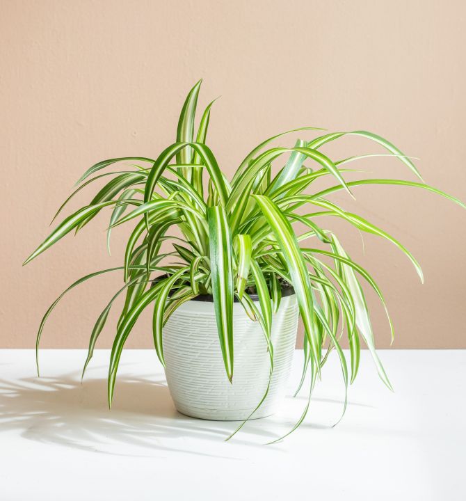 the-spider-plant-38439