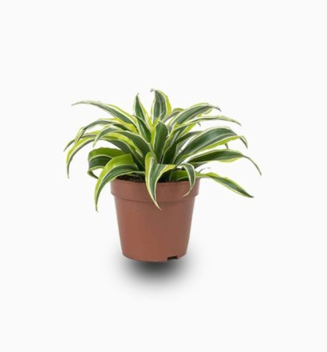 dracaena-lemon-lime-52251