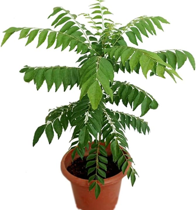 curry-leaves-95357