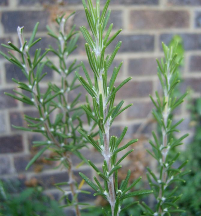 rosemary-79018