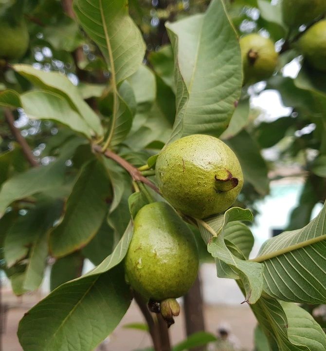 the-guava-plant-84001