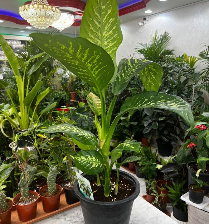 dieffenbachia-50682