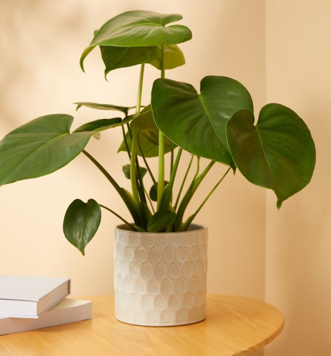 philodendron-congo-green-indoor-plant-25651