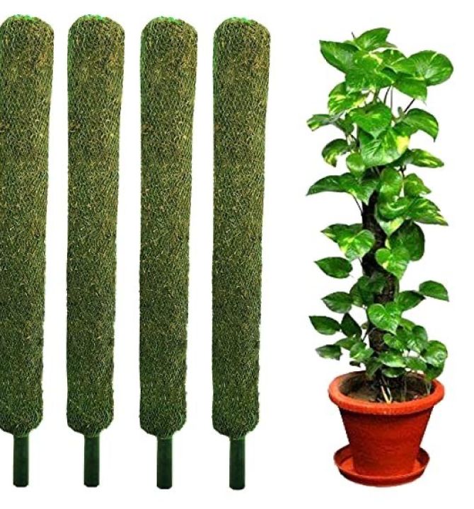 money-plant-stick-54504