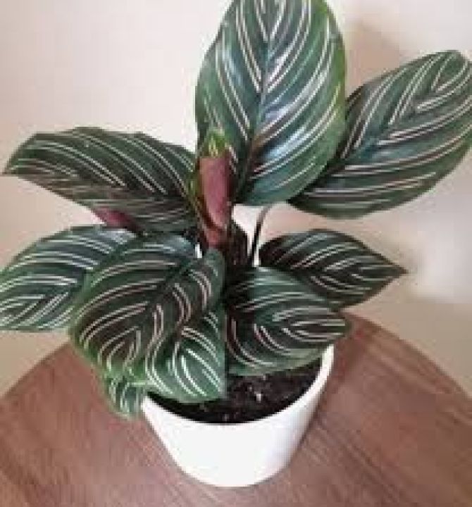 calathea-ornata-prayer-plant-7015