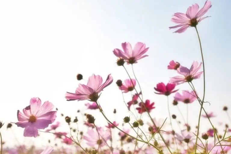 Let Your Garden Bloom: The Magic of Flowering Plants