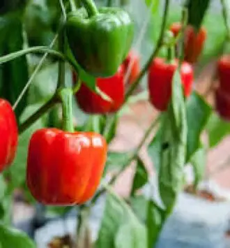 The Capsicum plant
