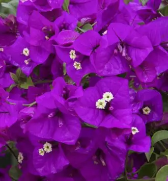 Bougainvillea (Red/White/Purple/Yellow/Magenta/Orange)