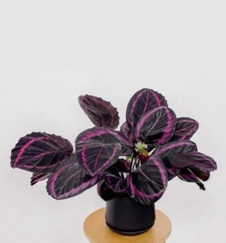 Calathea Plant (Black Lipstick)