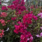 Bougainvillea-magenta