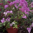 Bougainvillea-purple