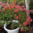 Bougainvillea-red