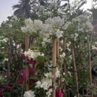 Bougainvillea-white