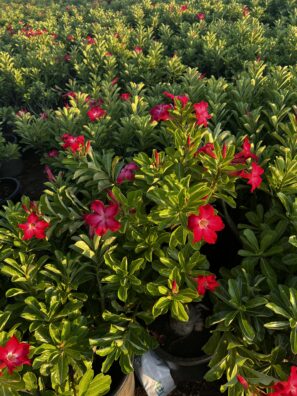 Desert Rose