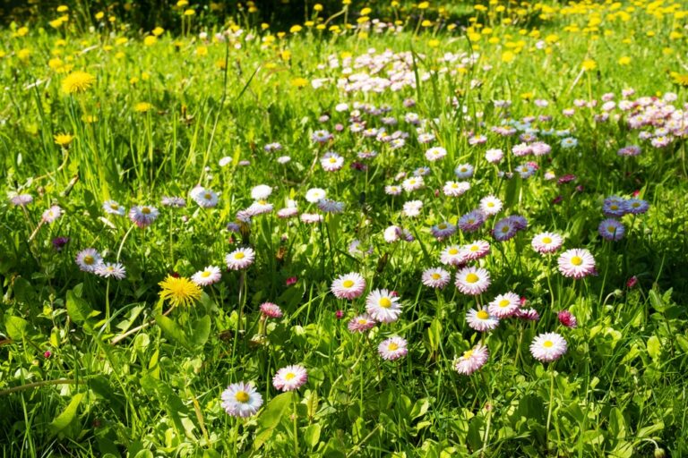 The summer is coming up, it’s time for both us and the flowers to soak up the sunshine 2025