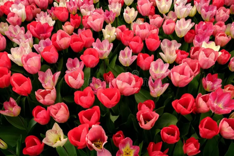 From Soil to Bloom: The Joy of Growing Flowering Plants