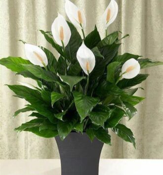 The Peace Lily