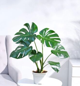 Monstera