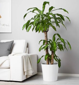 Dracaena Massangeana
