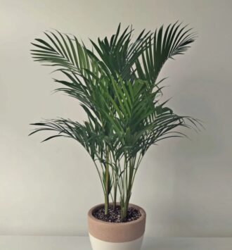 Areca Palm
