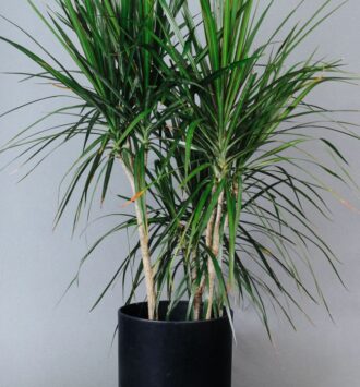 Dracaena Marginata