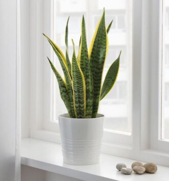 The Snake Plant