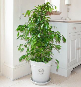 Ficus Benjamina