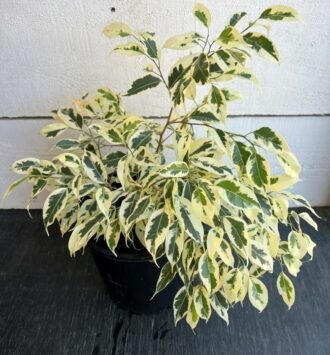 Ficus Starlight