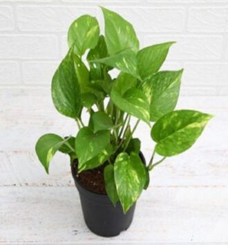 The Money Plant
