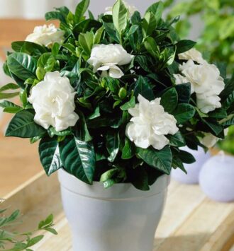 Gardenia
