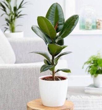 Rubber Plants