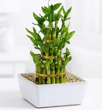 Bamboo Vase Plants