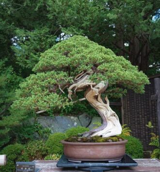 Bonsai