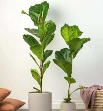 The Fiddle Leaf
