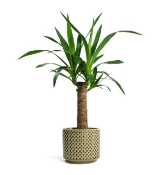 The Yucca plant
