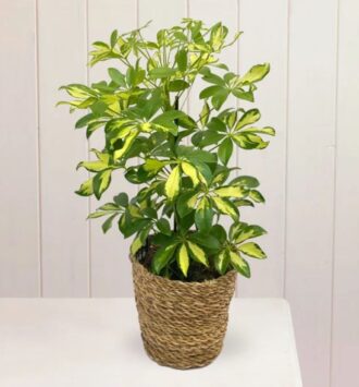 The Umbrella Plant (Double Colour)