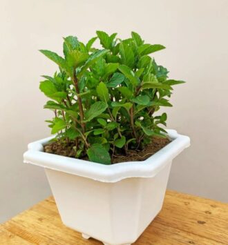 The Mint Plant