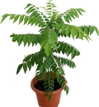 Curry Leaves