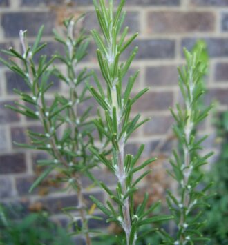 Rosemary