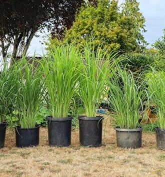 Lemongrass