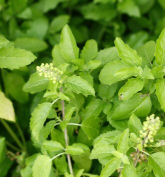Tulsi Leaves