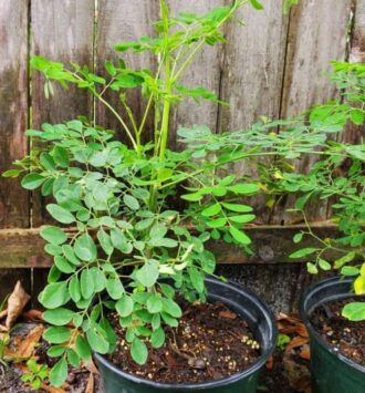 Moringa