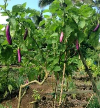 The Eggplant