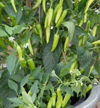 The Green Chilli Plant