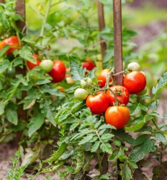 The Tomato Plant
